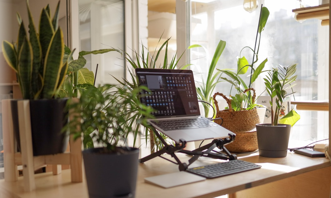Work from home set up with an Apple laptop on desk surrounded by house plants